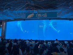-海合安成都极地海洋公园