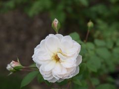 -上海辰山植物园