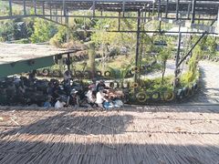 -海南槟榔谷黎苗文化旅游区