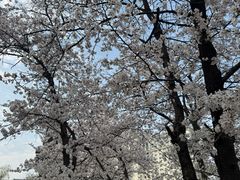 -西苑公园