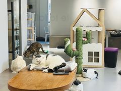 -Cappucimeow猫咪咖啡馆(韦伯时代店)