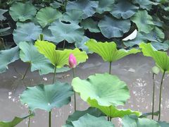 -陈家山荷花公园