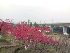 -秀丽东方