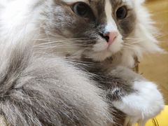 -滚猫咖啡·猫咖·猫友好撸猫(未来城店)