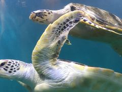 -青岛海底世界-水族馆