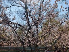 -桃花堤公园