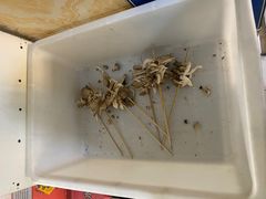 -老乔串店(青松路店)