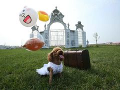 -超宠爱宠物摄影-Super pet