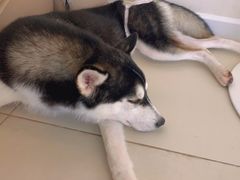 -怪兽屋·羊驼·猫咖·狗咖(俊华广场店)