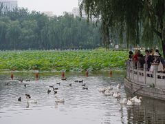-莲花池公园