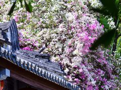 -深圳国际园林花卉博览园