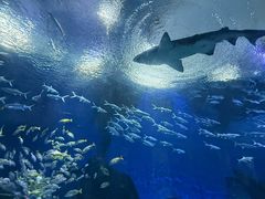 -海合安武汉极地海洋公园