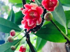-东山雕花楼