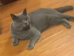 -翊宠yipet猫狗购宠庄园犬舍•猫舍