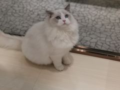 -momokira米努特·德文卷毛猫·棉花面纱犬