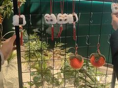 -梨花自助烤肉(西三旗万象汇黑金店)