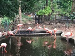 -清迈夜间动物园