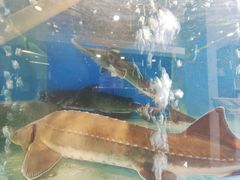 -白洋淀灶台鱼(名佳花园店)