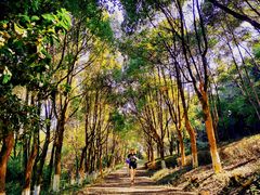 -铁山坪森林公园