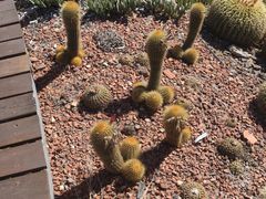 -墨尔本皇家植物园