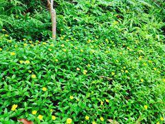 -广州白江湖森林公园