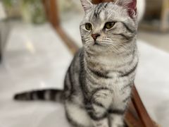 -共舞时光猫咖·狗咖(新街口店)