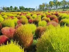 -春花秋色城市公园