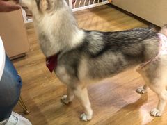 -Husky Go! 哈士奇体验馆·宠物咖啡厅狗咖