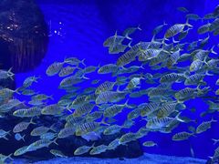 -成都浩海立方海洋公园
