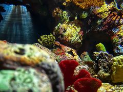 -上海海洋水族馆