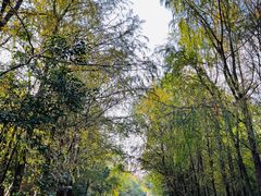 -上海海湾国家森林公园