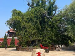 -大槐树寻根祭祖园