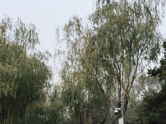 -云岗森林公园