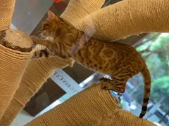 -袖虎·猫馆(体育西路店)