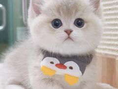 -Bastet sally猫舍购宠(静安店)
