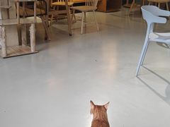 -豆逗聊愈猫阁Easy Life