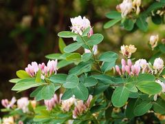 -北京西山国家森林公园