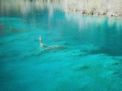 -九寨沟-树正沟