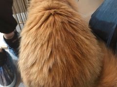 -松果猫咖(桐乡吾悦金街店)