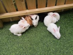 -萌宠亲子动物乐园(槐房万达店)