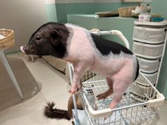 -怪兽屋·羊驼·猫咖·狗咖(俊华广场店)