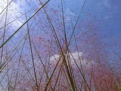 -映月湖中央公园