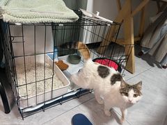 -喜多萌中农锦绣动物医院24H·猫科·牙科MRI·CT