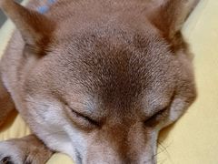 -逗柴咖啡屋·狗咖猫咖宠物桌游