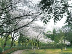 -茅家埠