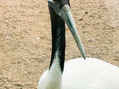 -盐城丹顶鹤湿地生态旅游区