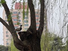 -元大都城垣遗址公园