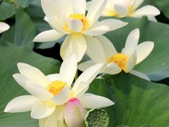 -莲花池公园