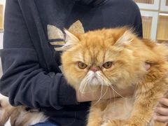 -爱洗澡的猫(天河路店)