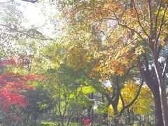 -嘉定紫藤园